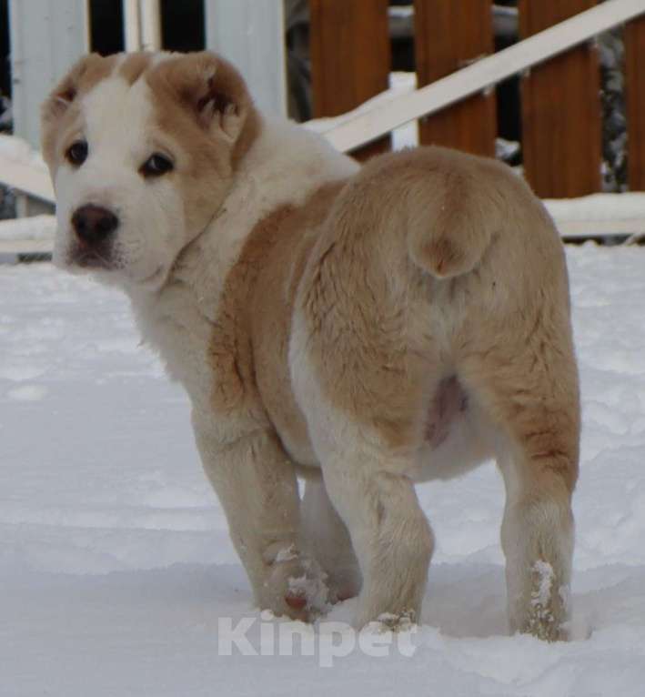 Собаки в Краснодаре: Щенок САО Мальчик, 35 000 руб. - фото 2
