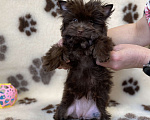 Собаки в Москве: Шоколадный йорк девочка Девочка, Бесплатно - фото 2