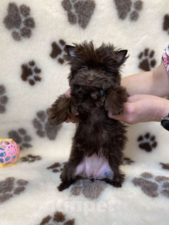 Собаки в Москве: Шоколадный йорк девочка Девочка, Бесплатно - фото 2