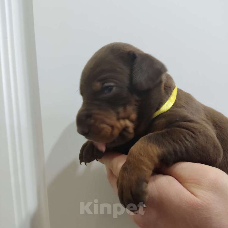 Собаки в других городах Московской области: Щенки добермана  Мальчик, 65 000 руб. - фото 3