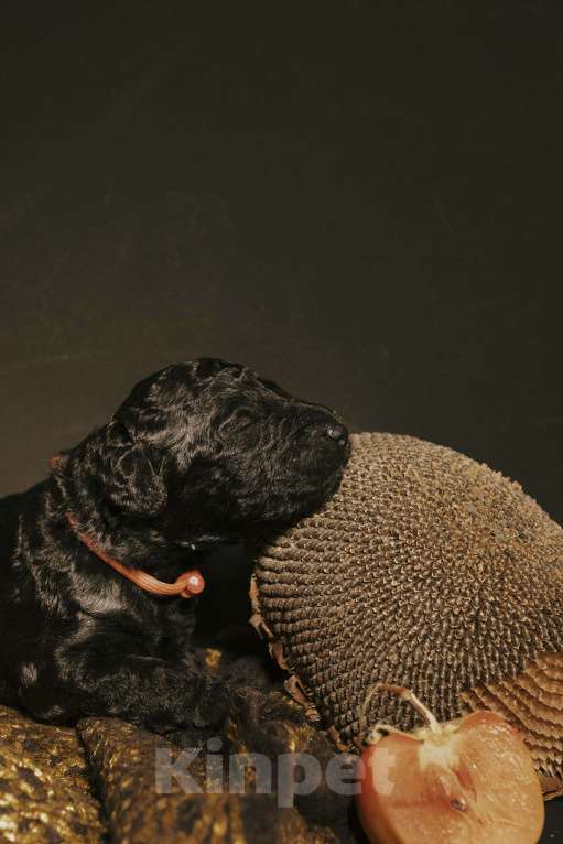 Собаки в Москве: EPIKA THOPH Испанская Водяная собака Девочка, 190 000 руб. - фото 8