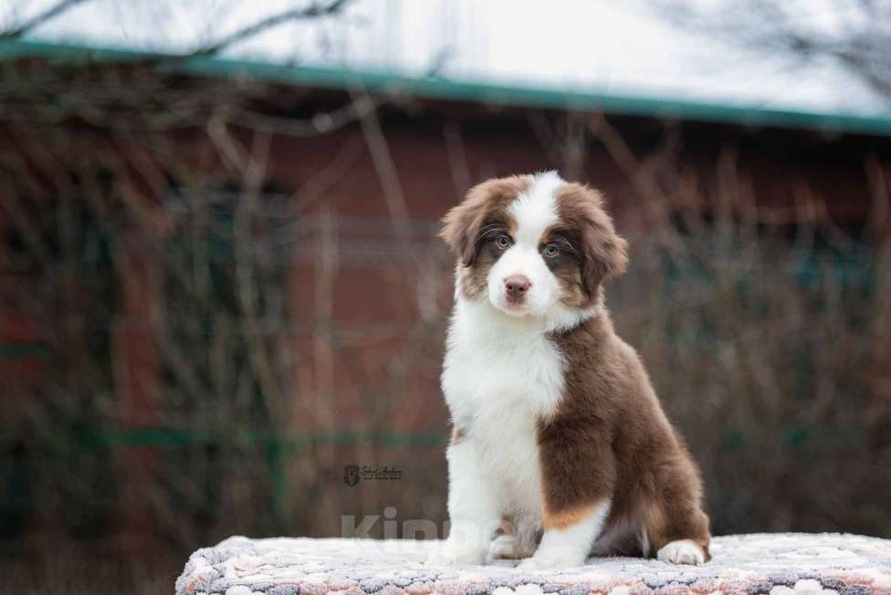 Собаки в Москве: Миниатюрная американская овчарка (мини-аусси) Мальчик, 150 000 руб. - фото 2