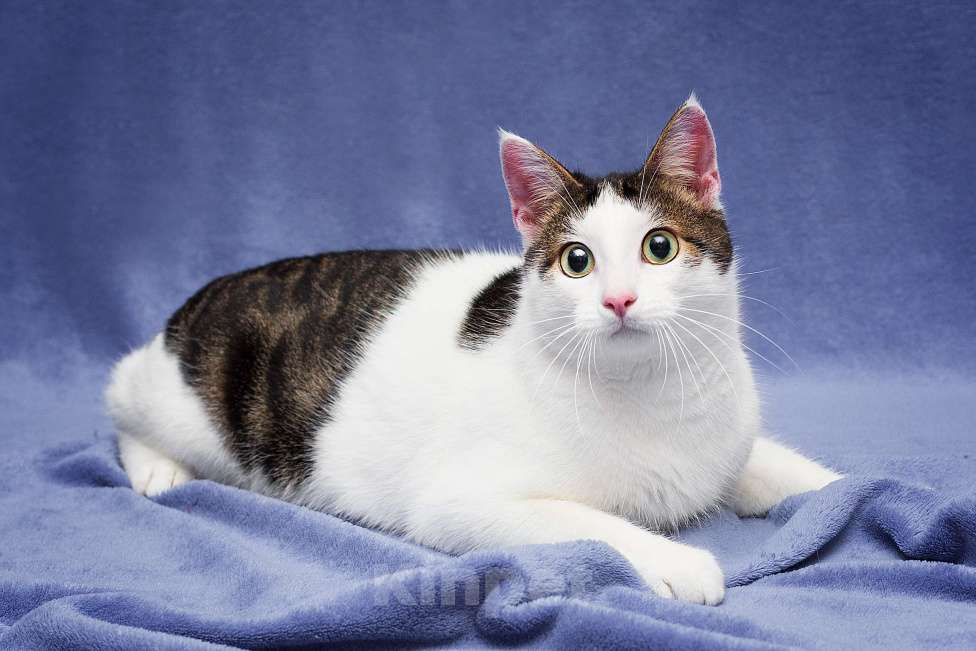 Кошки в Москве: Кот в добрые руки Мальчик, Бесплатно - фото 1