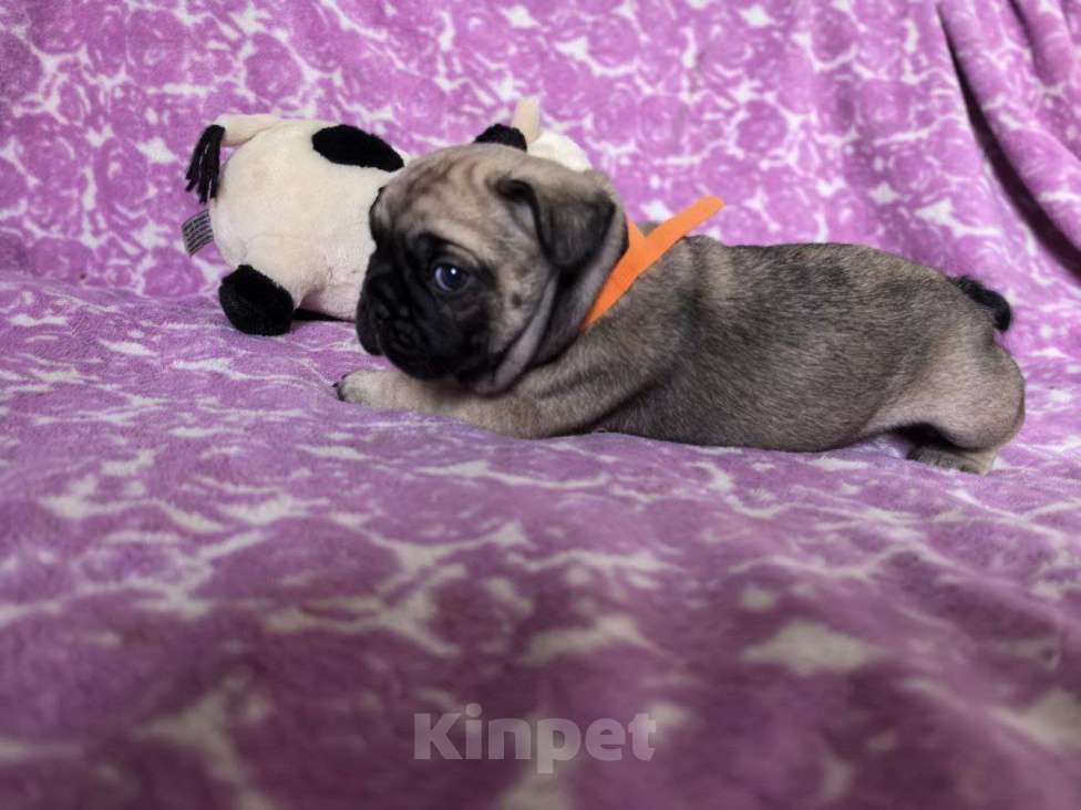 Собаки в Санкт-Петербурге: Французский бульдог Девочка, 60 000 руб. - фото 1