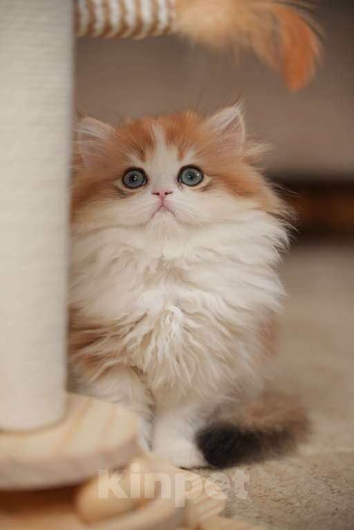 Кошки в Москве: КВИННИ ПУХ - королева породы  Девочка, 300 000 руб. - фото 5