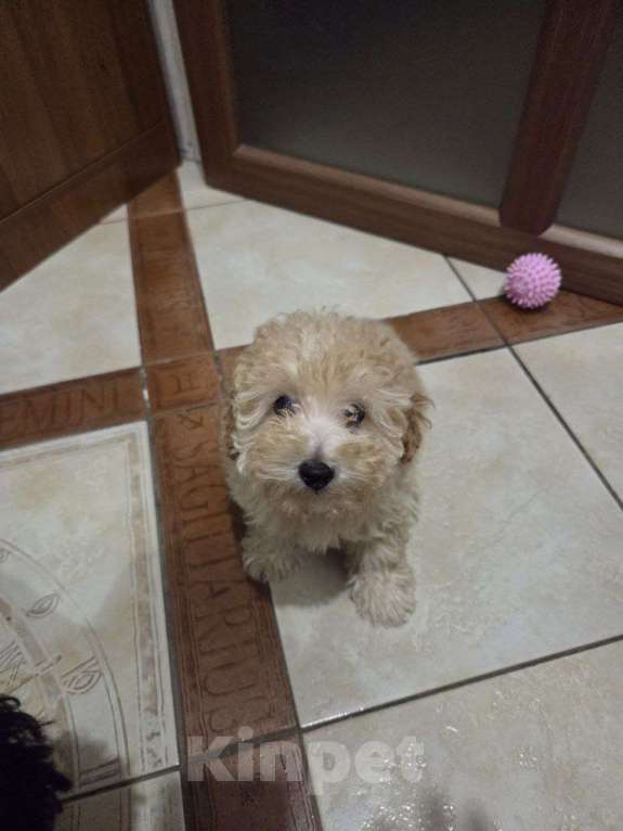 Собаки в Москве: Малыши Мальтипу Мальчик, Бесплатно - фото 5