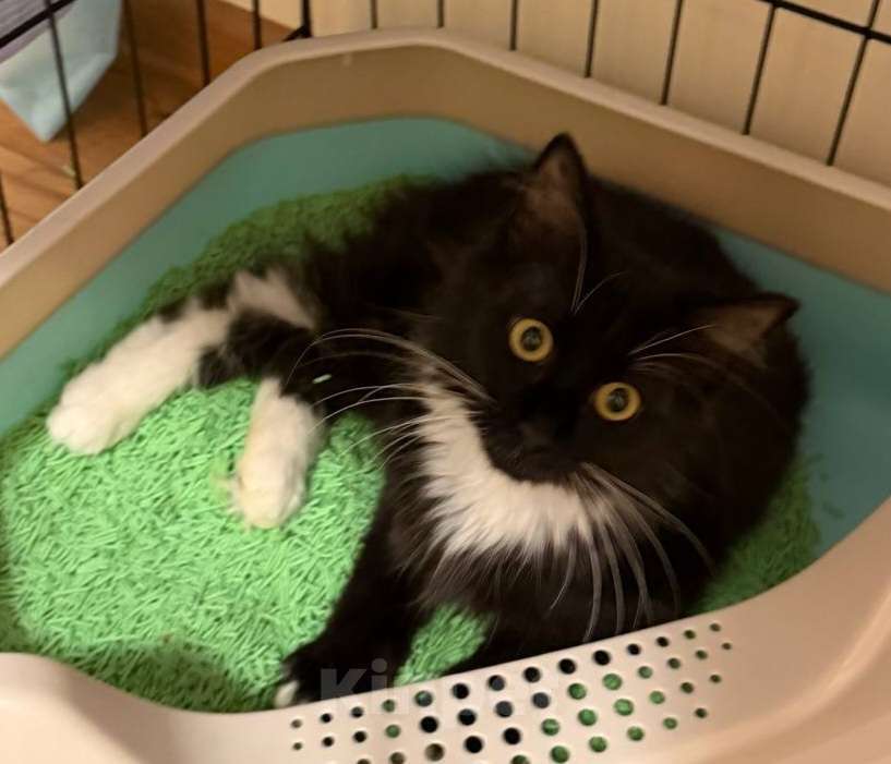 Кошки в Москве: Котенок в поисках дома Девочка, Бесплатно - фото 3