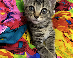 Кошки в Феодосии: Отдам котенка Девочка, Бесплатно - фото 1