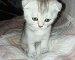 Кошки в Новокубанске: Котята вислоухие, 8 000 руб. - фото 3