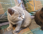 Кошки в Москве: Британские котята- отдаю Девочка, 500 руб. - фото 2