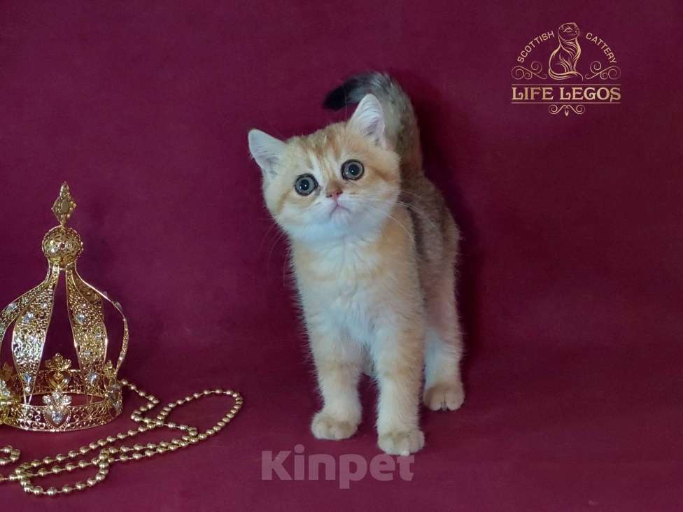 Кошки в Москве: Шотландский котёнок золотая шиншилла девочка Девочка, 50 000 руб. - фото 4