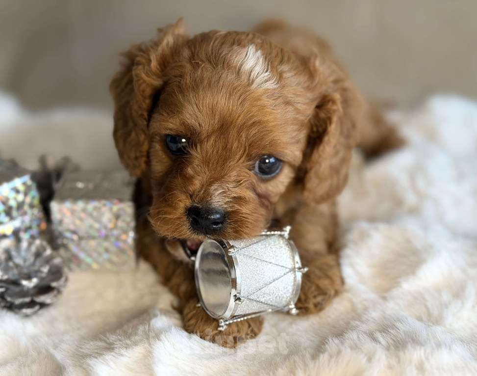 Собаки в Москве: Девочка Кавапу Девочка, 70 000 руб. - фото 2