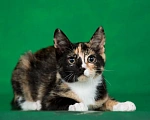 Кошки в Люберцах: Котенок Мэри в добрые руки Девочка, 1 руб. - фото 6