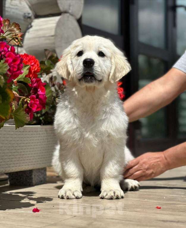 Собаки в других городах Тверской области: Щенки золотистого ретривера (возможна доставка по городу Тверь ) Мальчик, 80 000 руб. - фото 2