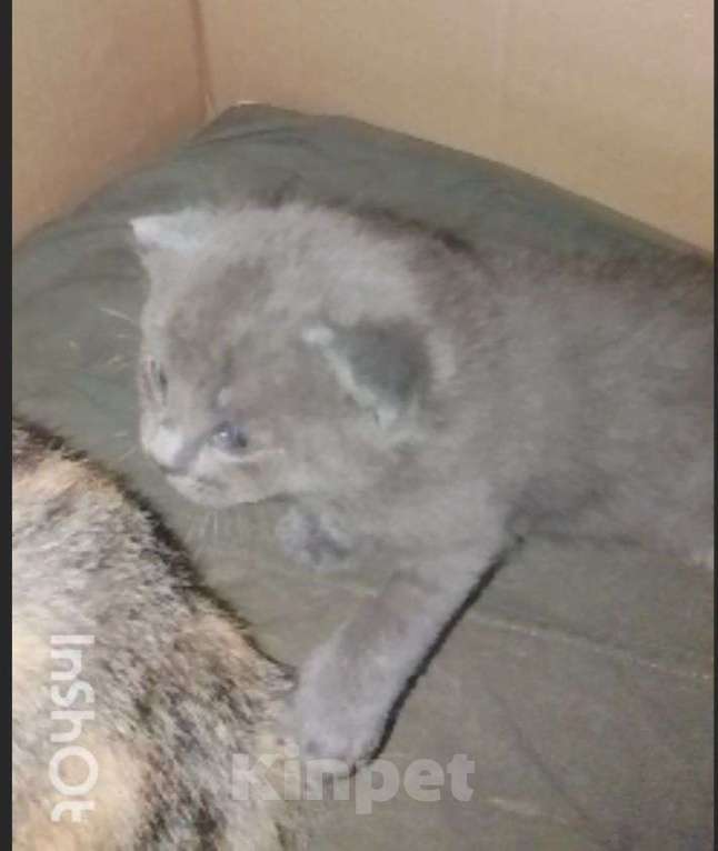 Кошки в Москве: Котенок 1 месяц. Открыта бронь. Мальчик, Бесплатно - фото 9