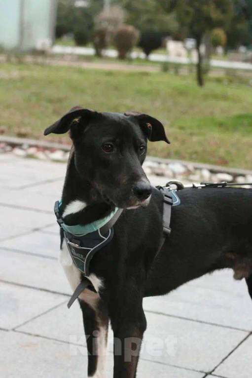 Собаки в Москве: Гили спасён в Грузии и ищет дом Мальчик, Бесплатно - фото 1