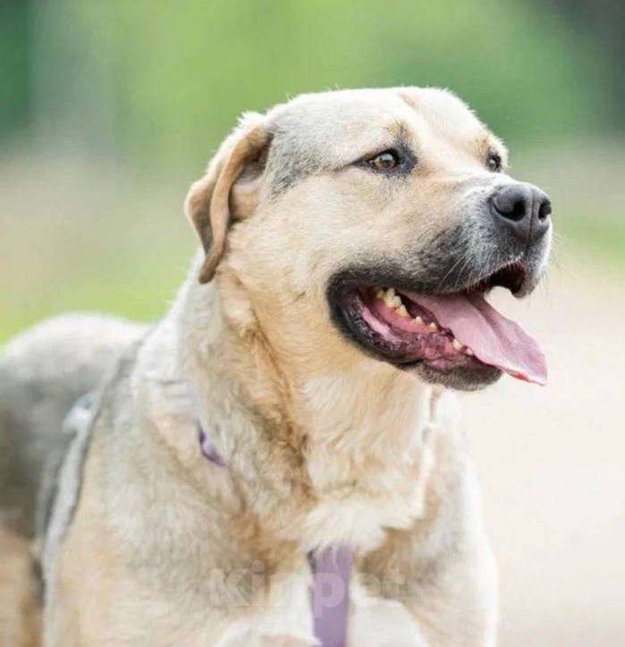 Собаки в Москве: Крендель из приюта ждет семью Мальчик, Бесплатно - фото 3