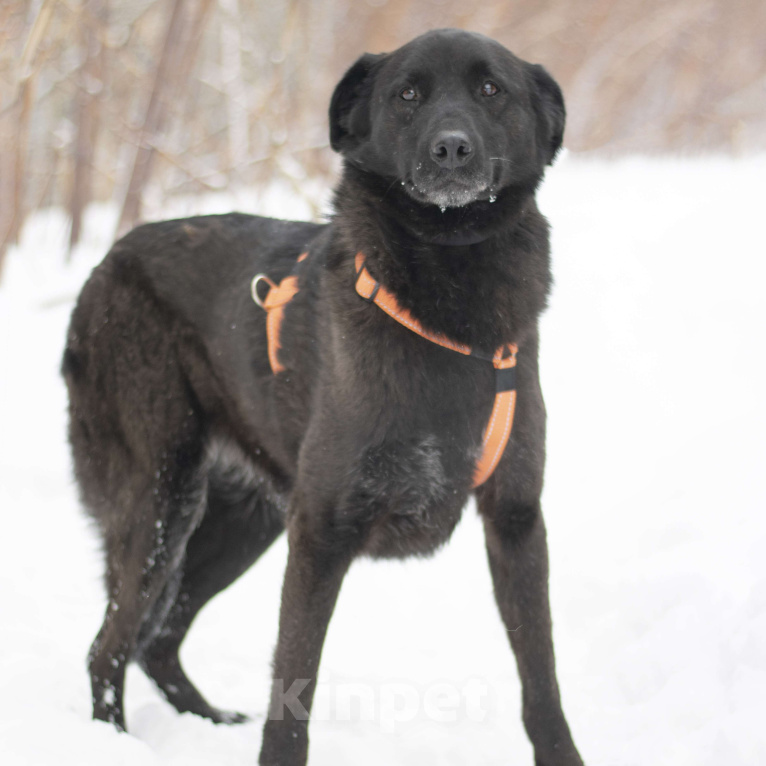 Собаки в Москве: Киара  Девочка, Бесплатно - фото 2