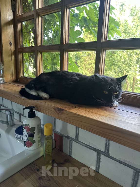 Кошки в других городах Московской области: Багира Девочка, Бесплатно - фото 4