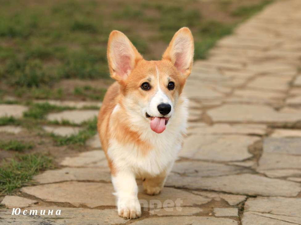Собаки в других городах Московской области: Щенок вельш корги пемброк Девочка, 50 000 руб. - фото 4