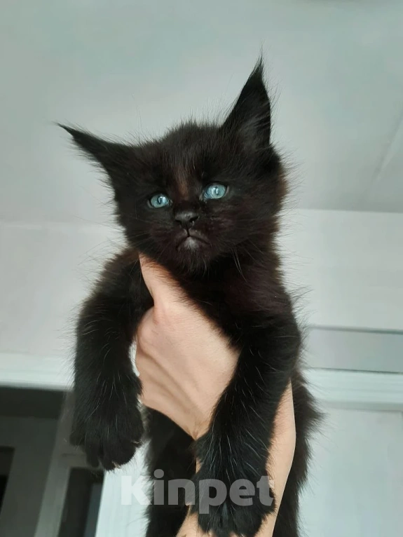 Кошки в Москве: Хамер Мальчик, 50 000 руб. - фото 1