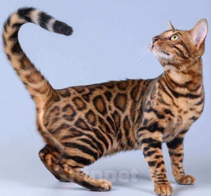 Кошки в Клине: Ищет дом невероятная красавица Ариша — чистокровная бенгальская кошка Девочка, Бесплатно - фото 2