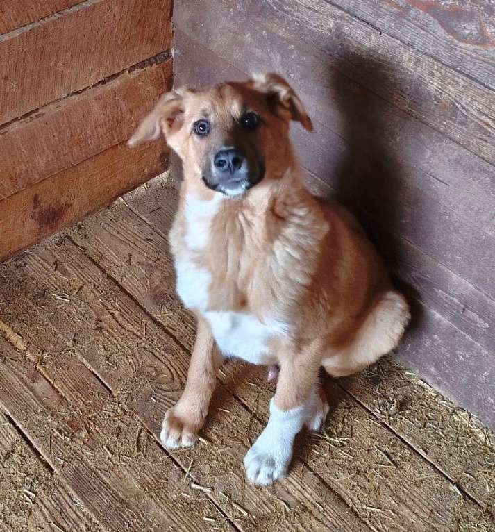 Собаки в Москве: Ласковому щенульке Оскару очень нужны дом и семья Мальчик, Бесплатно - фото 7