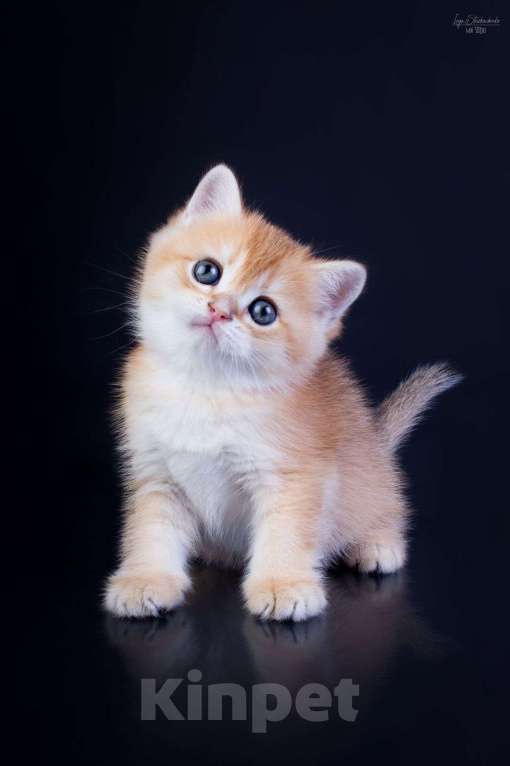 Кошки в Петрозаводске: Шотландские котята золотая шиншилла Мальчик, 50 000 руб. - фото 7