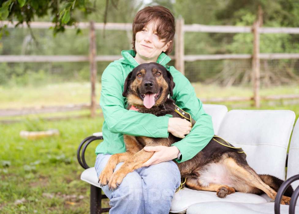 Собаки в Москве: Собака-компаньон Мальчик, Бесплатно - фото 8