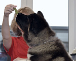 Собаки в Санкт-Петербурге: Щенки американской акиты Девочка, 25 000 руб. - фото 2