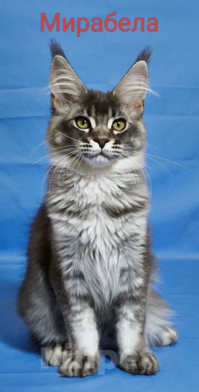 Кошки в Чайковском: Мирабела Девочка, 40 000 руб. - фото 1