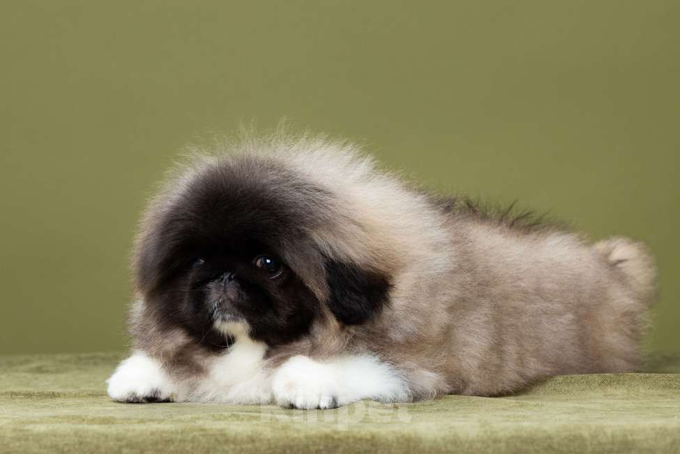 Собаки в Пензе: Мальчик пекинеса Мальчик, Бесплатно - фото 2