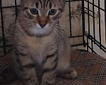 Кошки в Санкт-Петербурге: Полосатые котята Разнополые, Бесплатно - фото 3