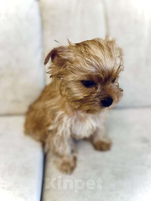 Собаки в Казани: Голддаст, Йорк, девочка, мини, бейби фейс Девочка, 60 000 руб. - фото 9