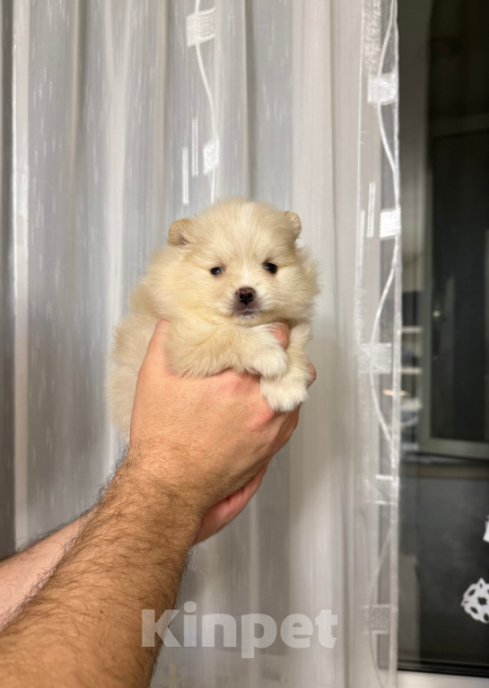 Собаки в Москве: Малышка Девочка, 25 000 руб. - фото 1