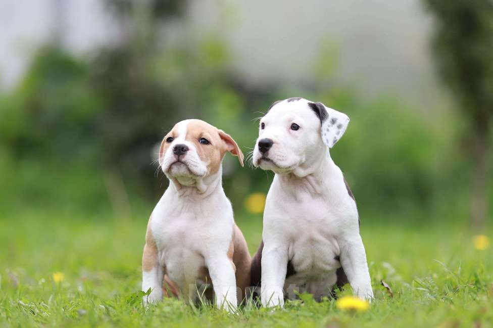 Собаки в Москве: Щенки амстаффа из питомника  Мальчик, 100 000 руб. - фото 2