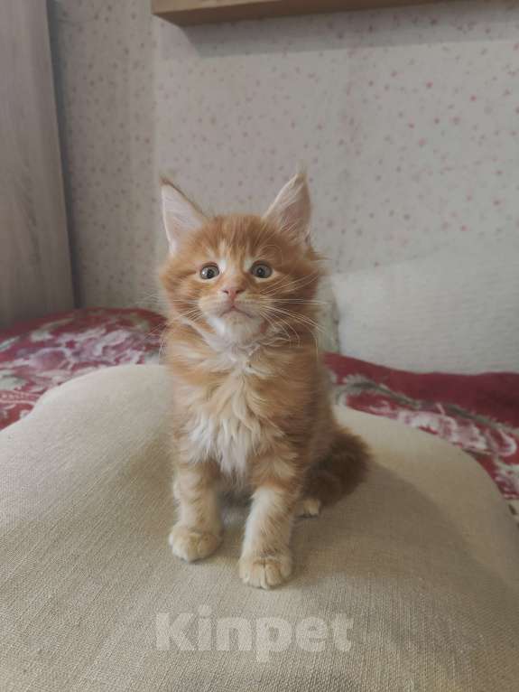 Кошки в Первоуральске: Мейн-кун  Мальчик, Бесплатно - фото 1