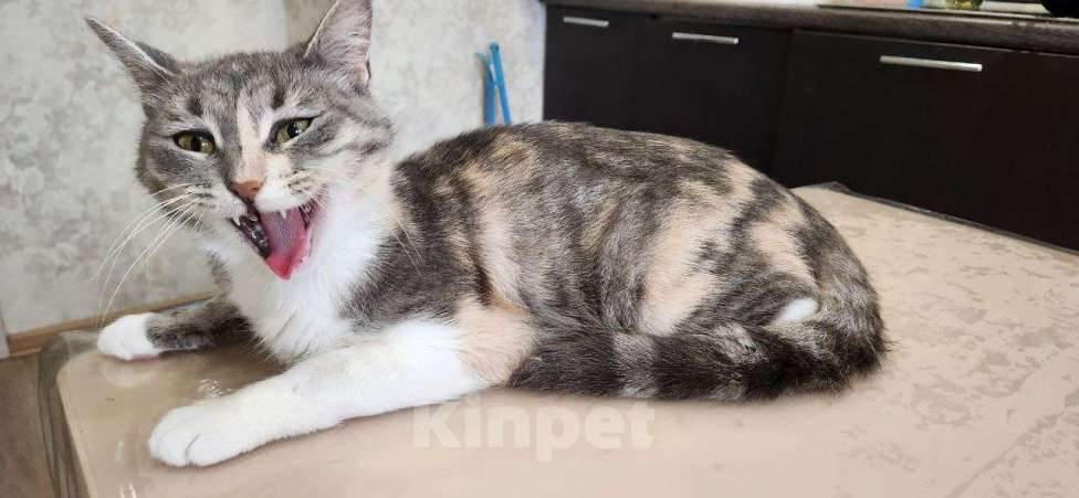 Кошки в Санкт-Петербурге: Трехцветочка в добрые руки Девочка, Бесплатно - фото 4