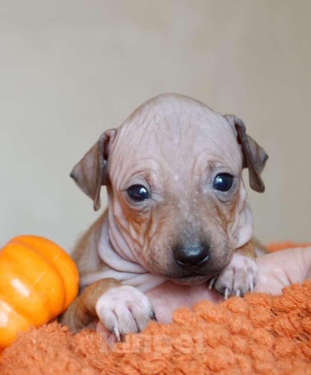 Собаки в Москве: Красно-соболиный мальчик агт Мальчик, 50 руб. - фото 2