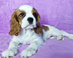 Собаки в Санкт-Петербурге: Красивая девочка кавалер Кинг Чарльз спаниель Девочка, 135 000 руб. - фото 1
