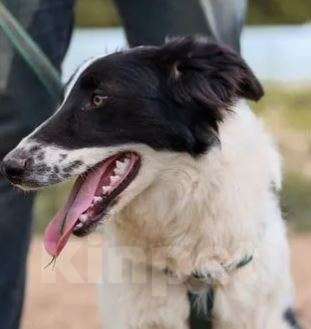 Собаки в Москве: Лана Девочка, Бесплатно - фото 2