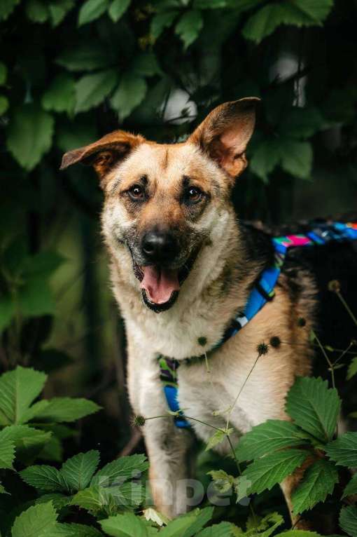 Собаки в Москве: Дёма - неограненный бриллиант, в поиске своего дома! Мальчик, Бесплатно - фото 2