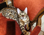 Кошки в Лыткарино: Бенгальский мальчик  с документами Мальчик, 18 000 руб. - фото 3