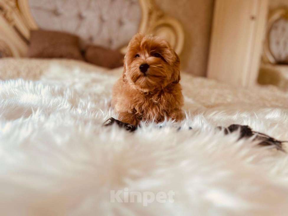 Собаки в Казани: Мальтипу девочка  Девочка, 95 000 руб. - фото 2