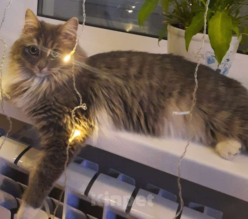 Кошки в Ковровом: Отдам кошку мышеловку в добрые руки Девочка, Бесплатно - фото 4