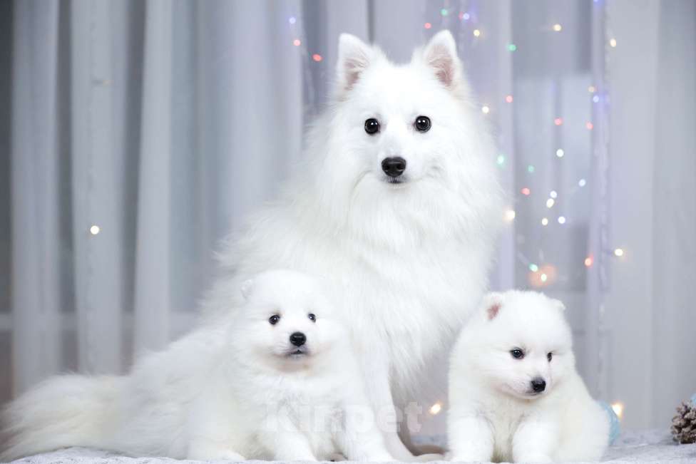 Собаки в Москве: Японский шпиц щенки РКФ  Мальчик, 50 000 руб. - фото 8