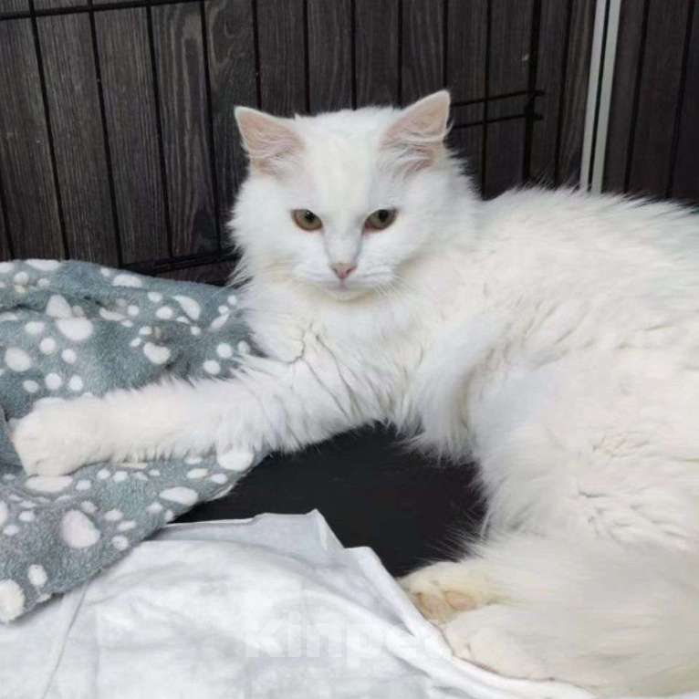 Кошки в Москве: Милки никто не замечает Девочка, Бесплатно - фото 2