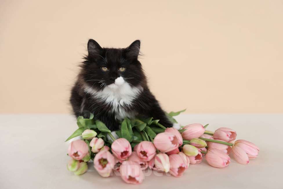 Кошки в Серпухове: Хмель Русские Цветы Курильский Бобтейл Мальчик, 90 000 руб. - фото 1