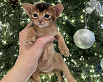Кошки в Липецке: Продается абиссинский котенок  Мальчик, 60 000 руб. - фото 1