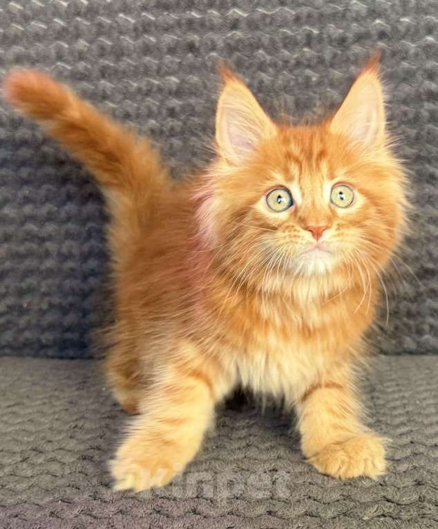 Кошки в Санкт-Петербурге: Uran Paw Winner Мальчик, 80 000 руб. - фото 1